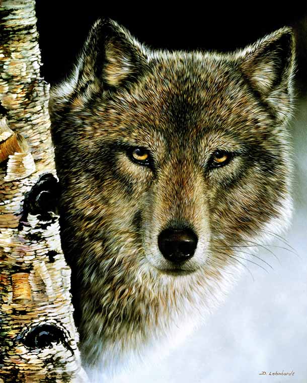 Birch Wolf